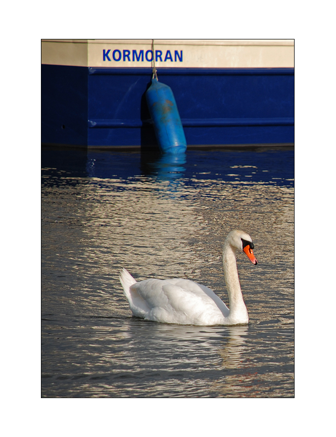 Kormoran