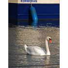 Kormoran