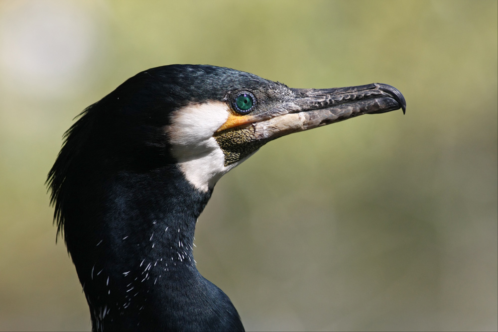 Kormoran