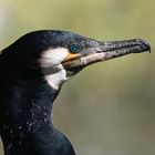 Kormoran