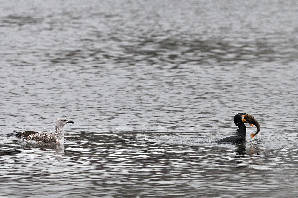 Kormoran: Ein fast zu dicker Brocken aus dem Main