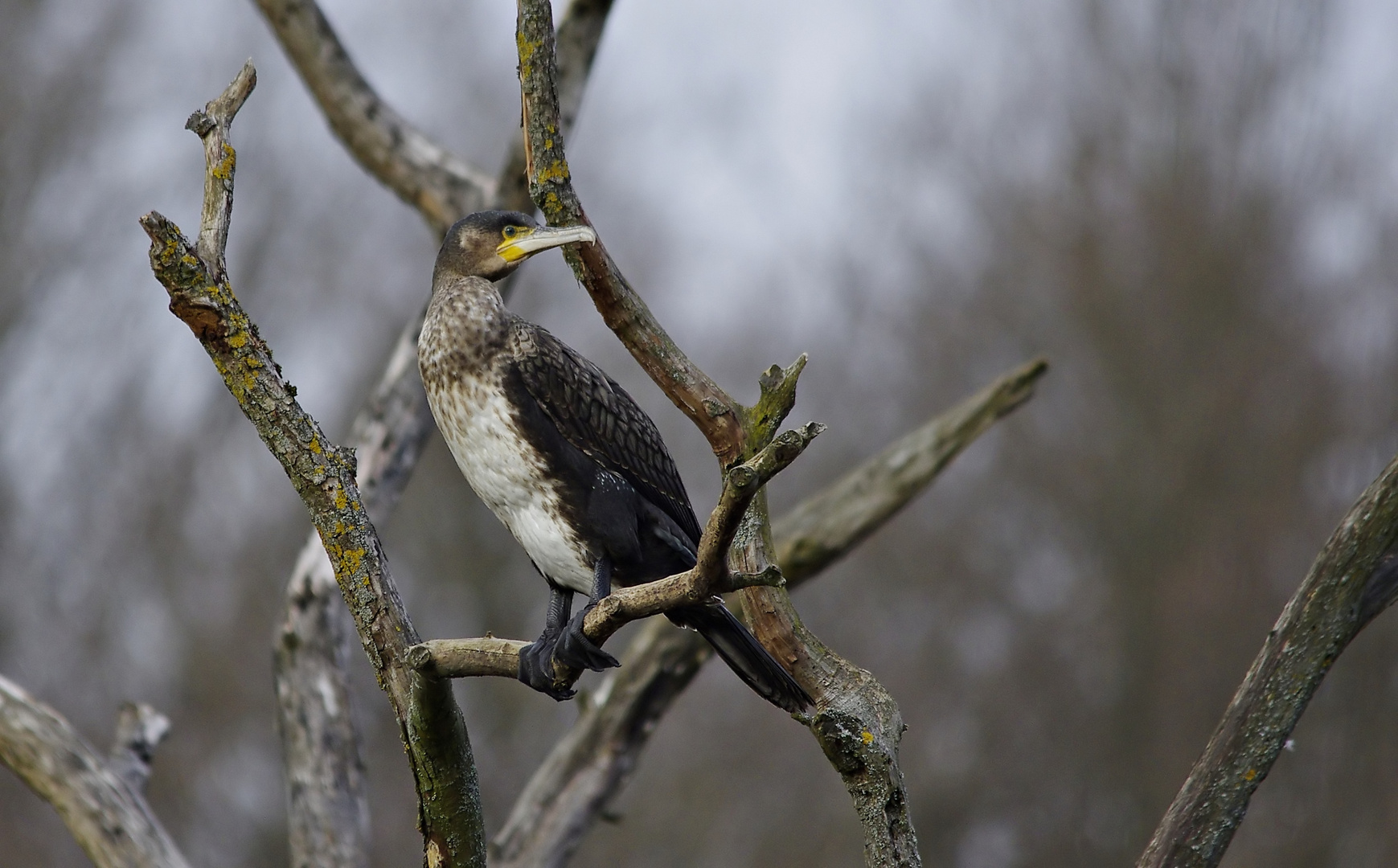 Kormoran, ein vorjähriger Jungvogel