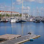 Kormoran entdeckt Spiegelung