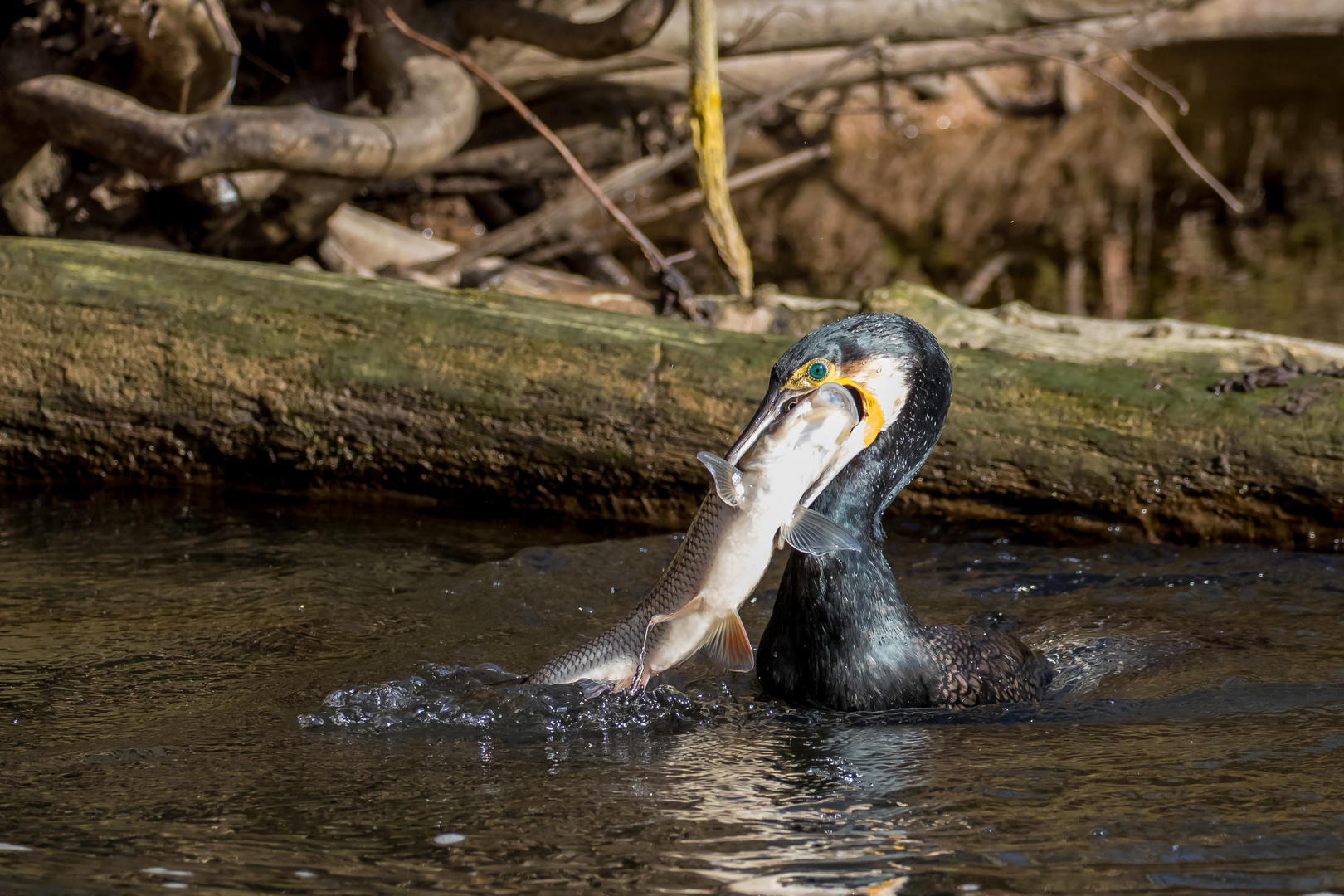 Kormoran erbeutet fetten Fisch I