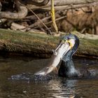 Kormoran erbeutet fetten Fisch I