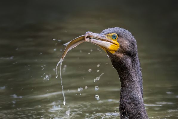 Kormoran erfolgreich
