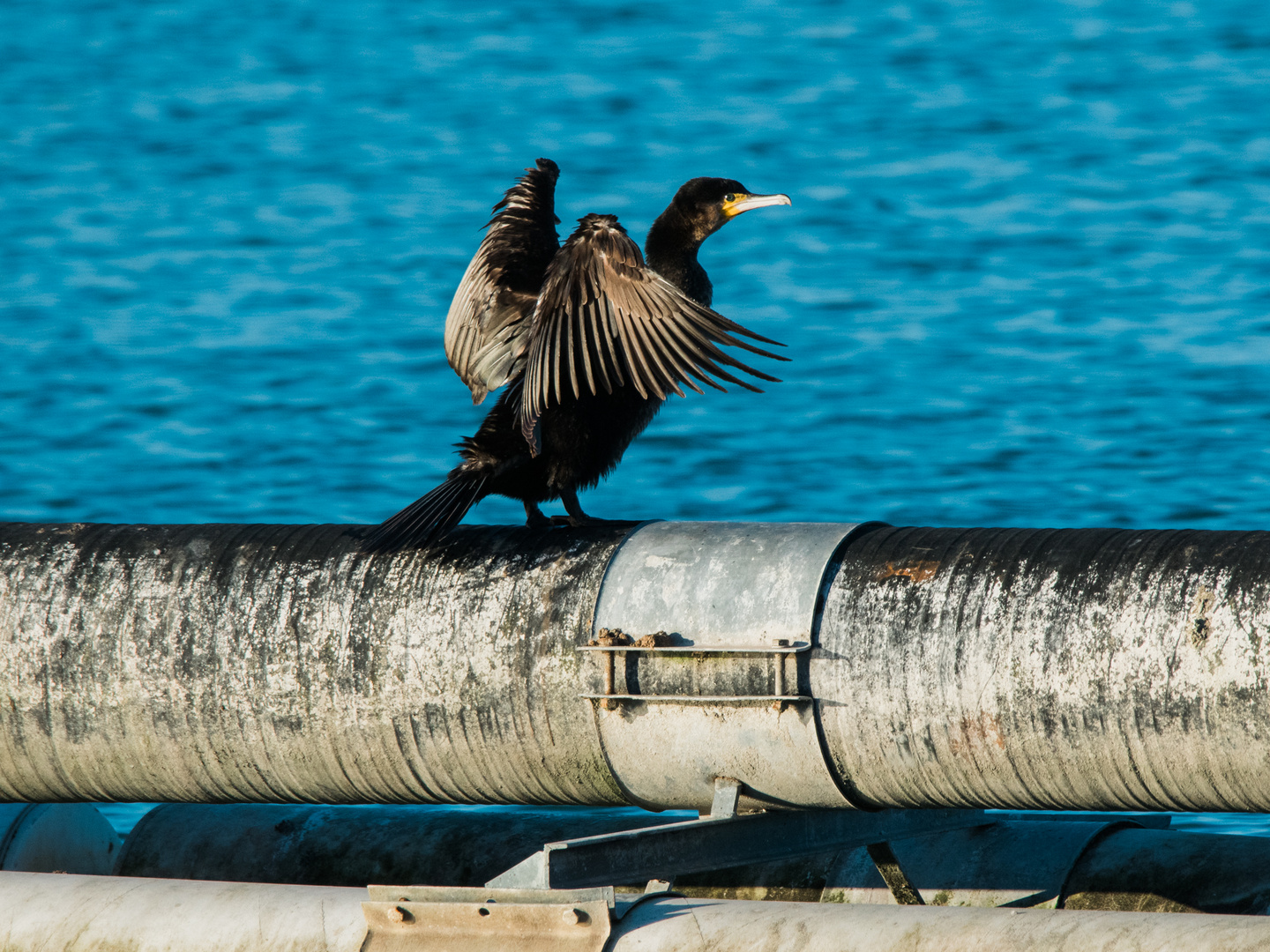 Kormoran Erlache Bensheim 1 2021