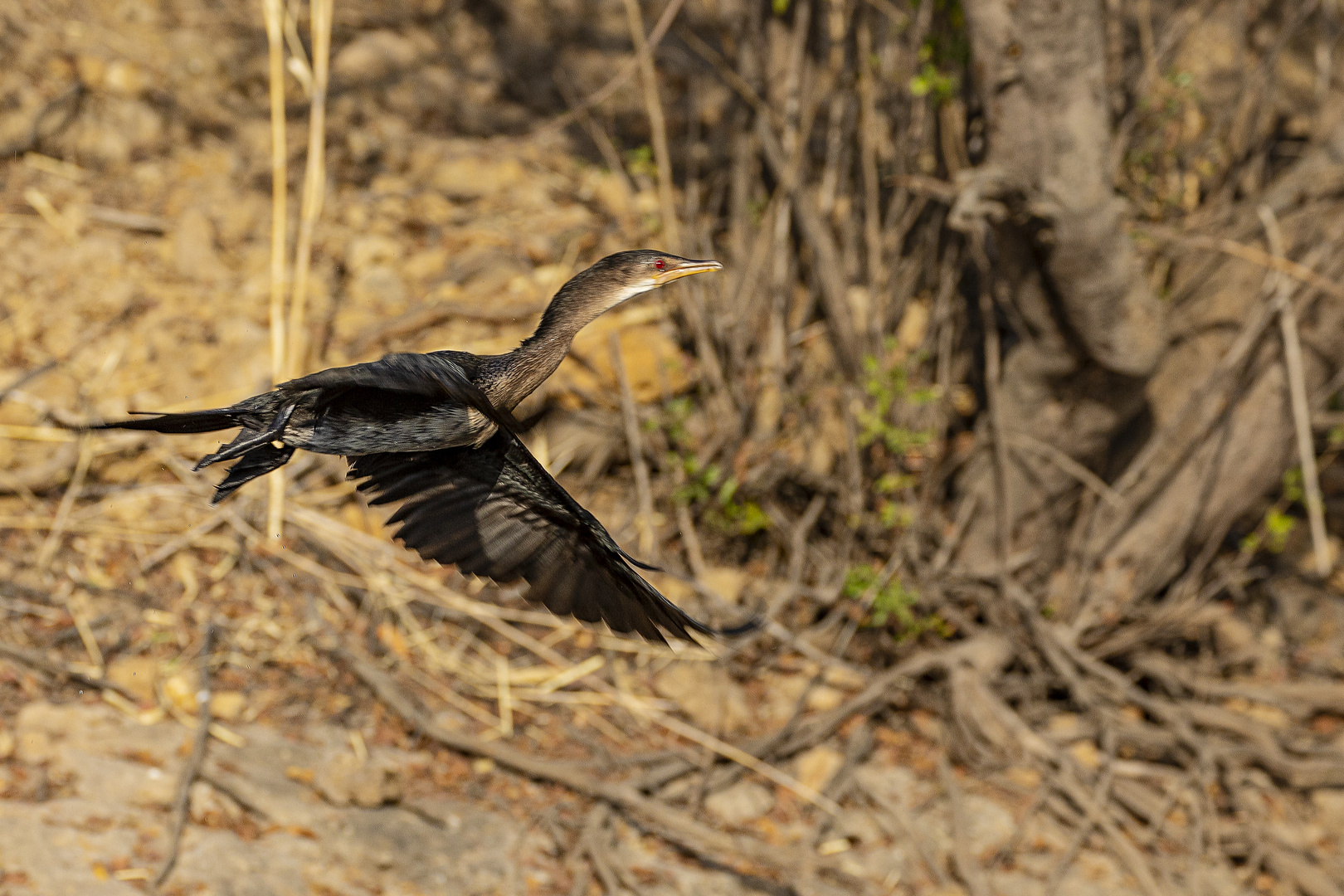 Kormoran erschreckt