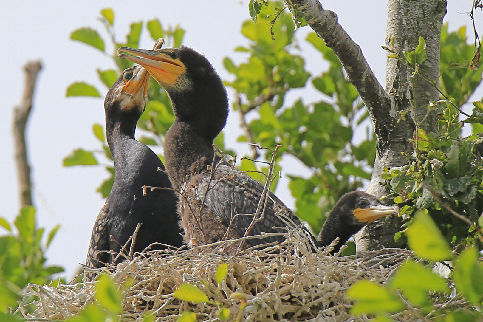 Kormoran Etagenwohnung 