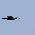 Kormoran