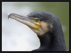 Kormoran