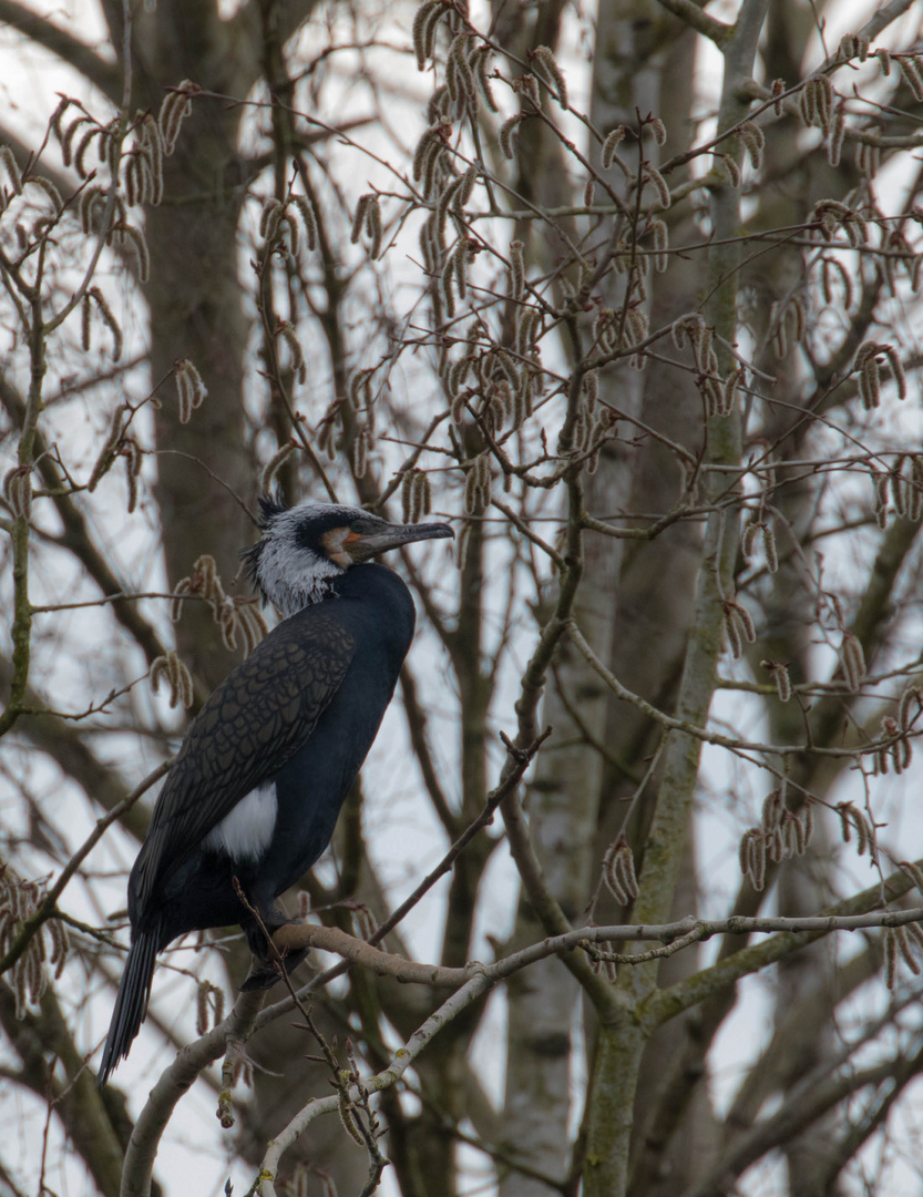 Kormoran