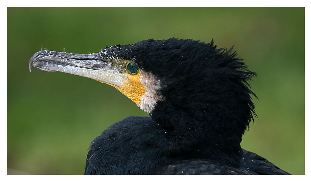 Kormoran