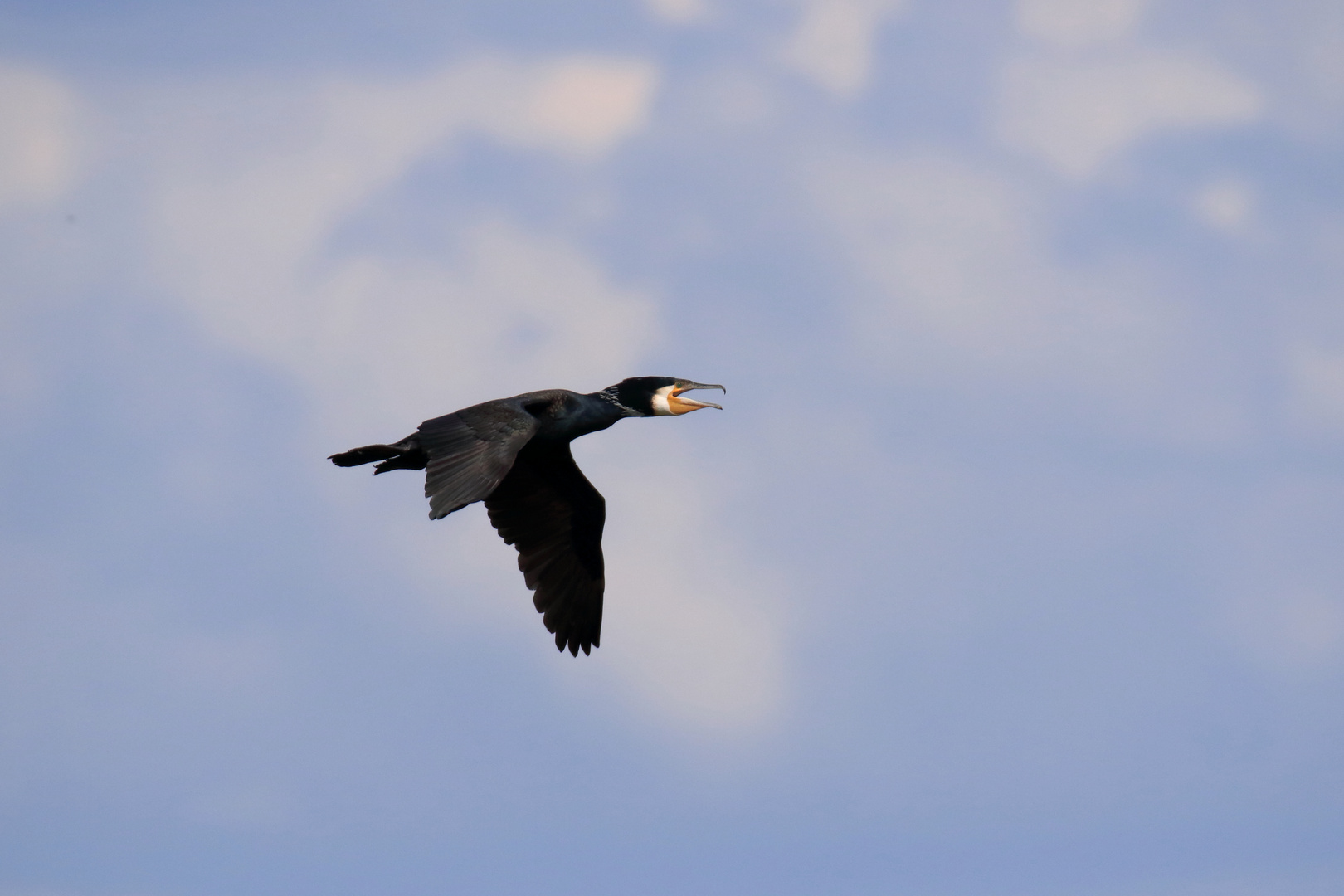 Kormoran 