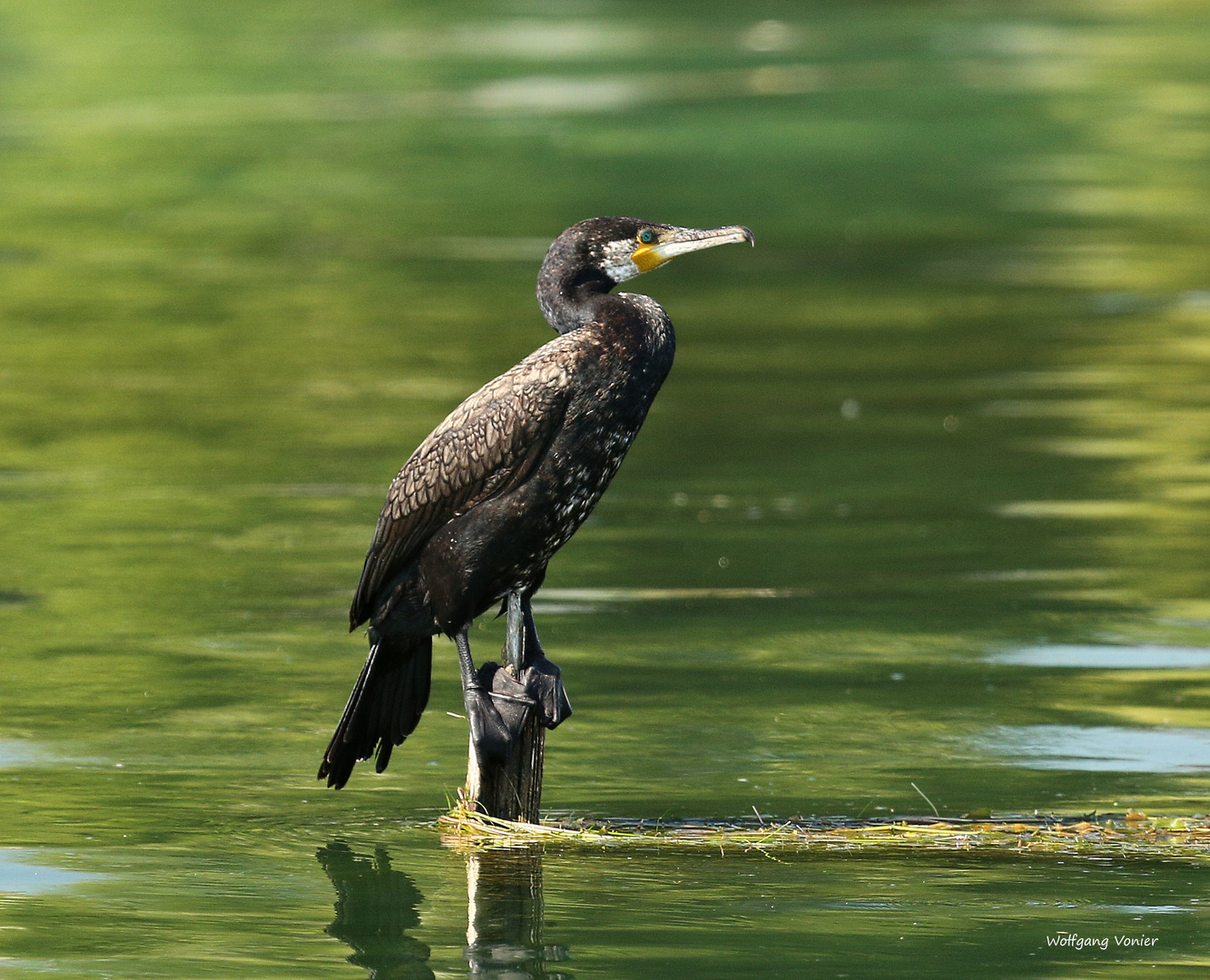 Kormoran