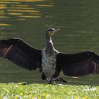 Kormoran