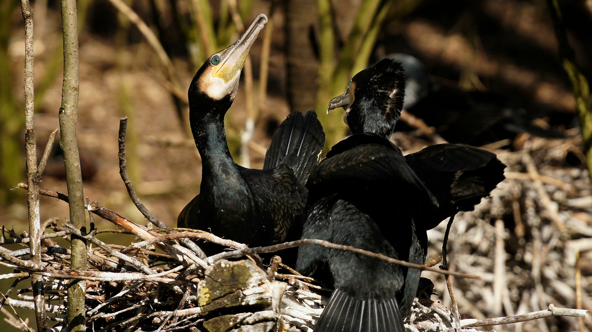 Kormoran