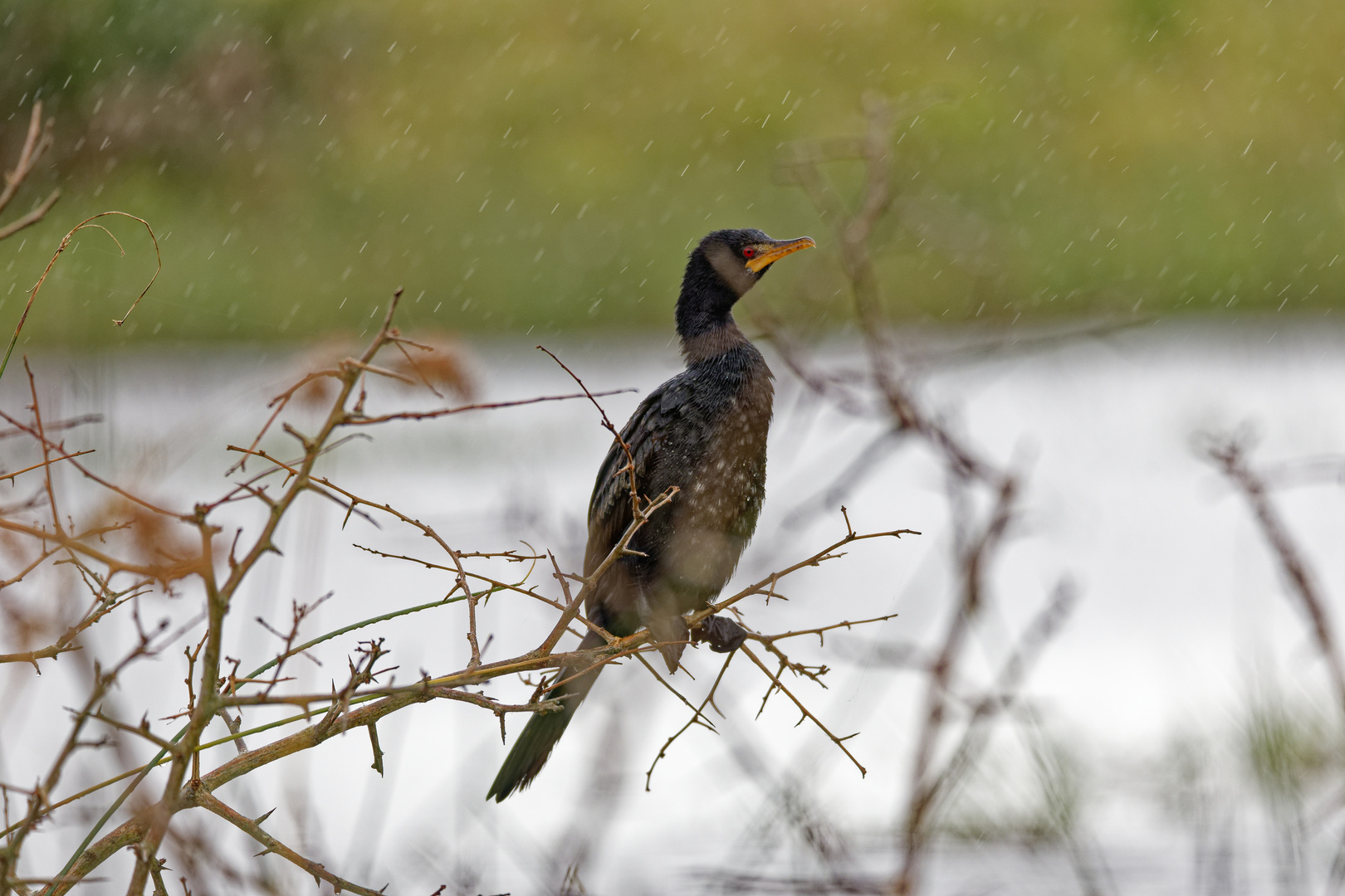 Kormoran