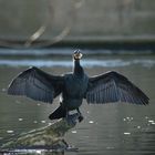 Kormoran 