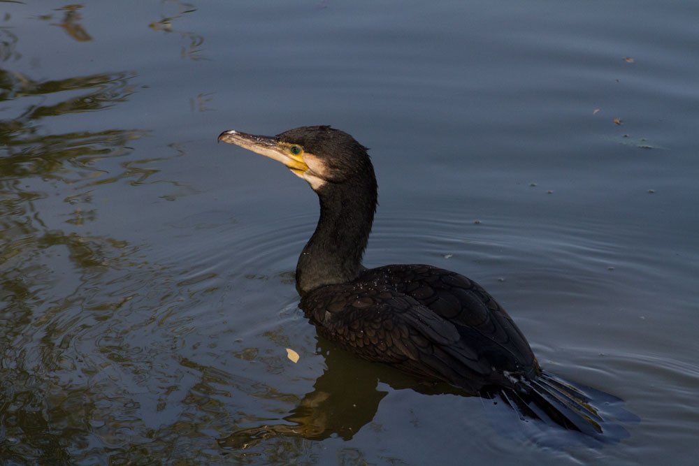 Kormoran