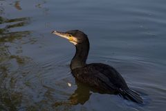 Kormoran