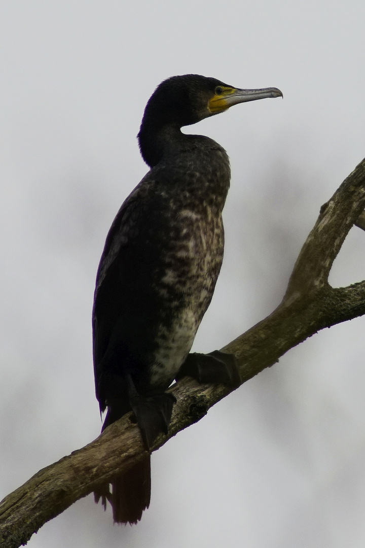 Kormoran.