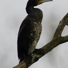 Kormoran.