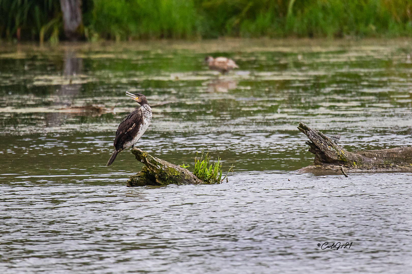 Kormoran 