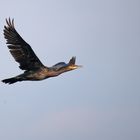 Kormoran