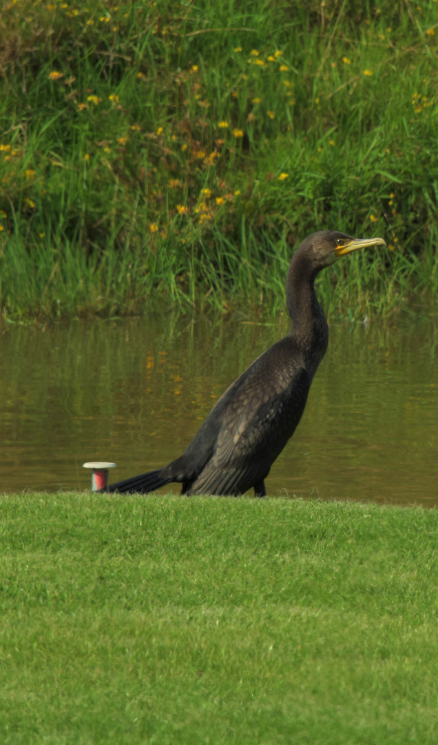 Kormoran