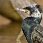 Kormoran