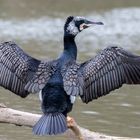 Kormoran