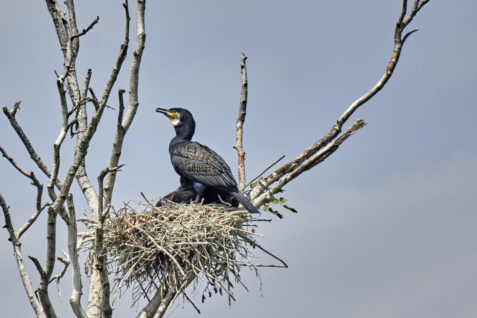 Kormoran