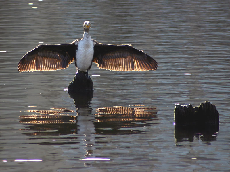 Kormoran....