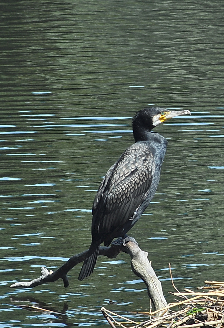 Kormoran