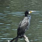 Kormoran