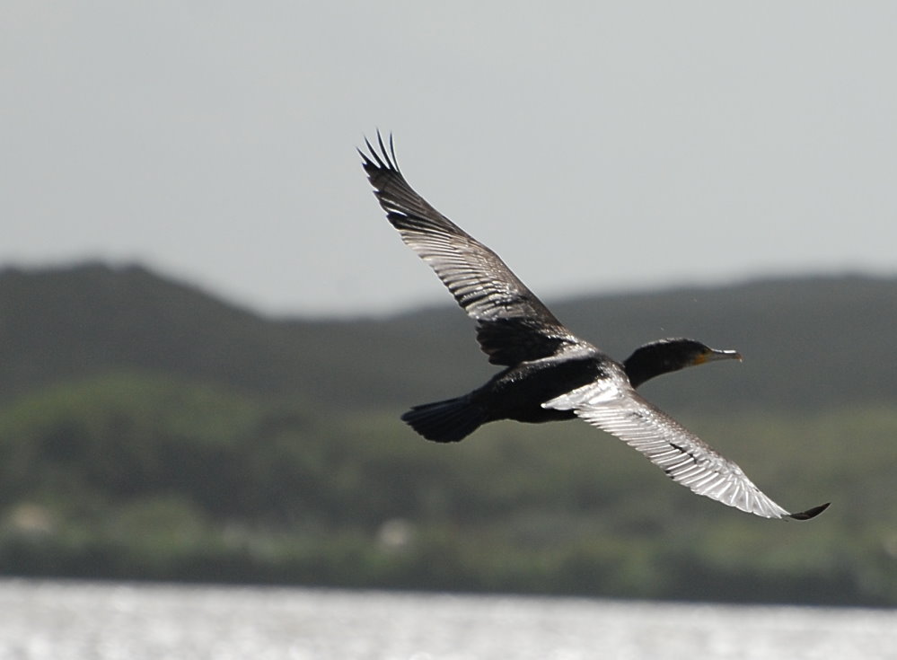 Kormoran