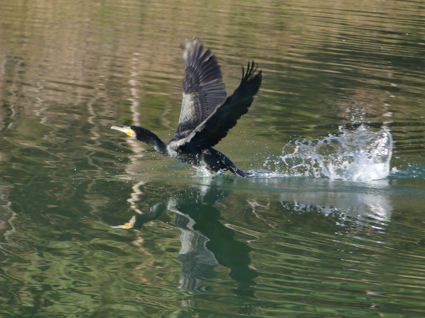 Kormoran