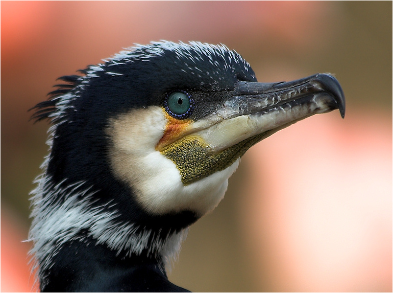 Kormoran