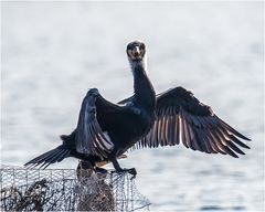 Kormoran