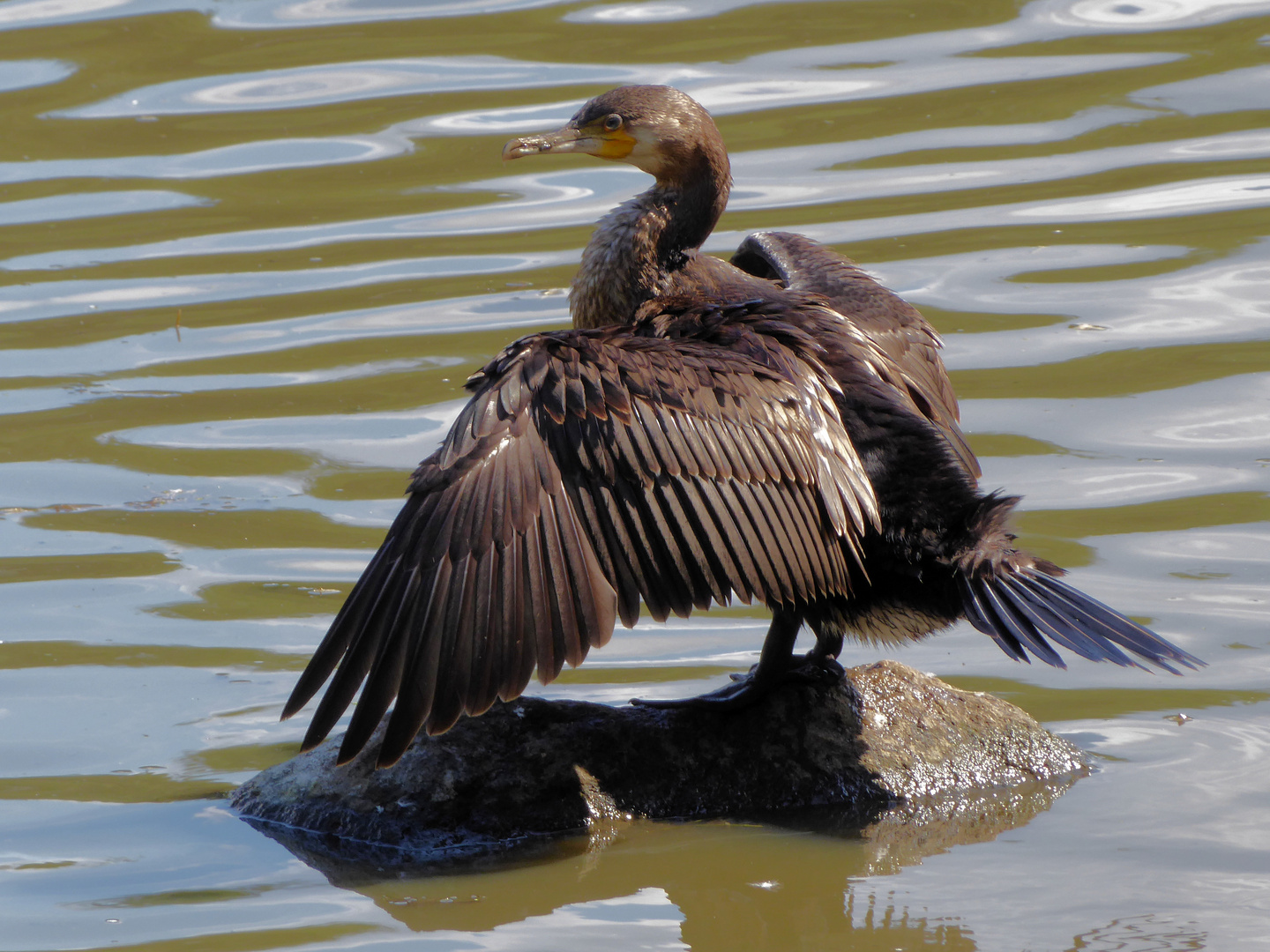 Kormoran