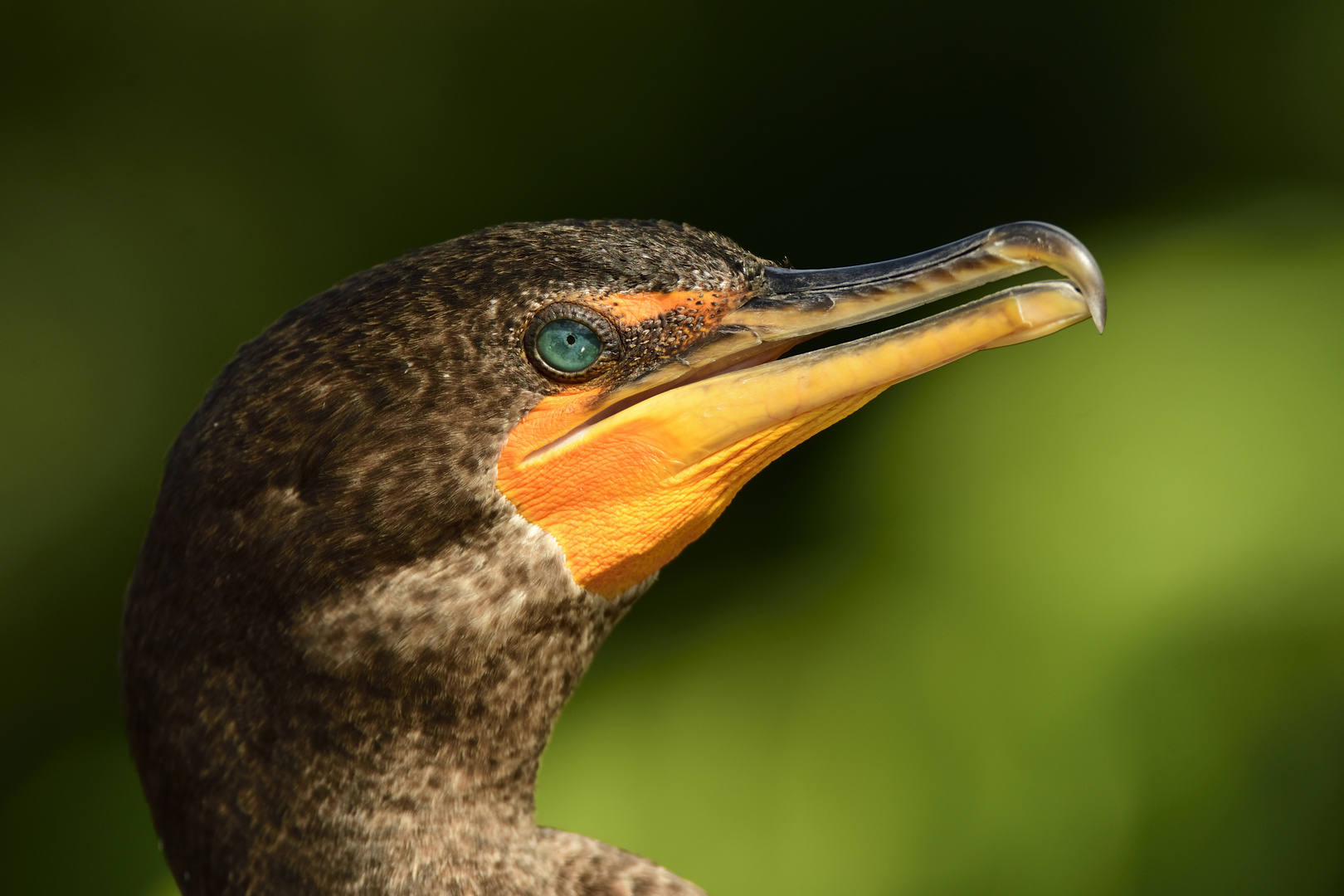 Kormoran