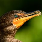 Kormoran