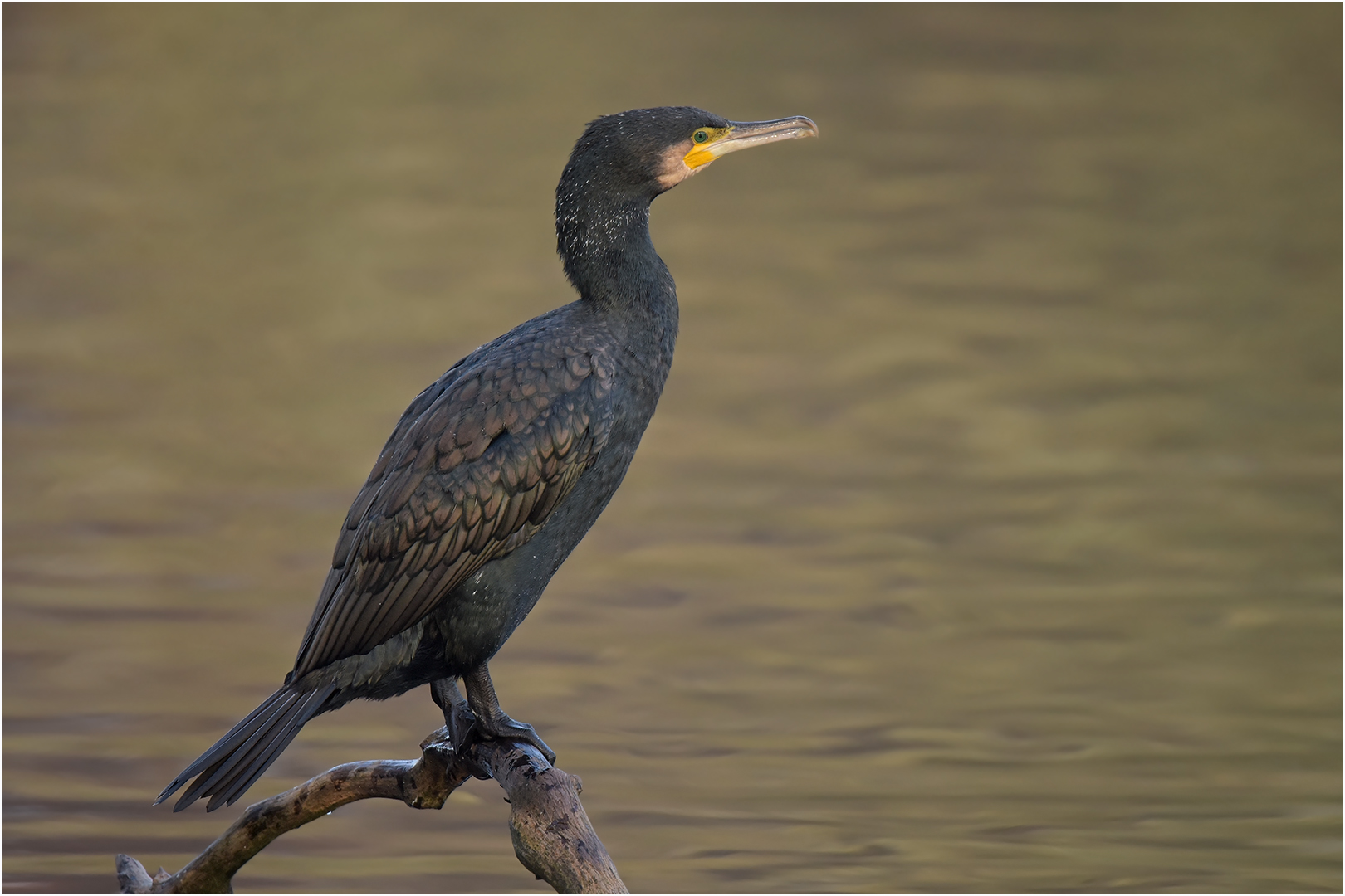 Kormoran