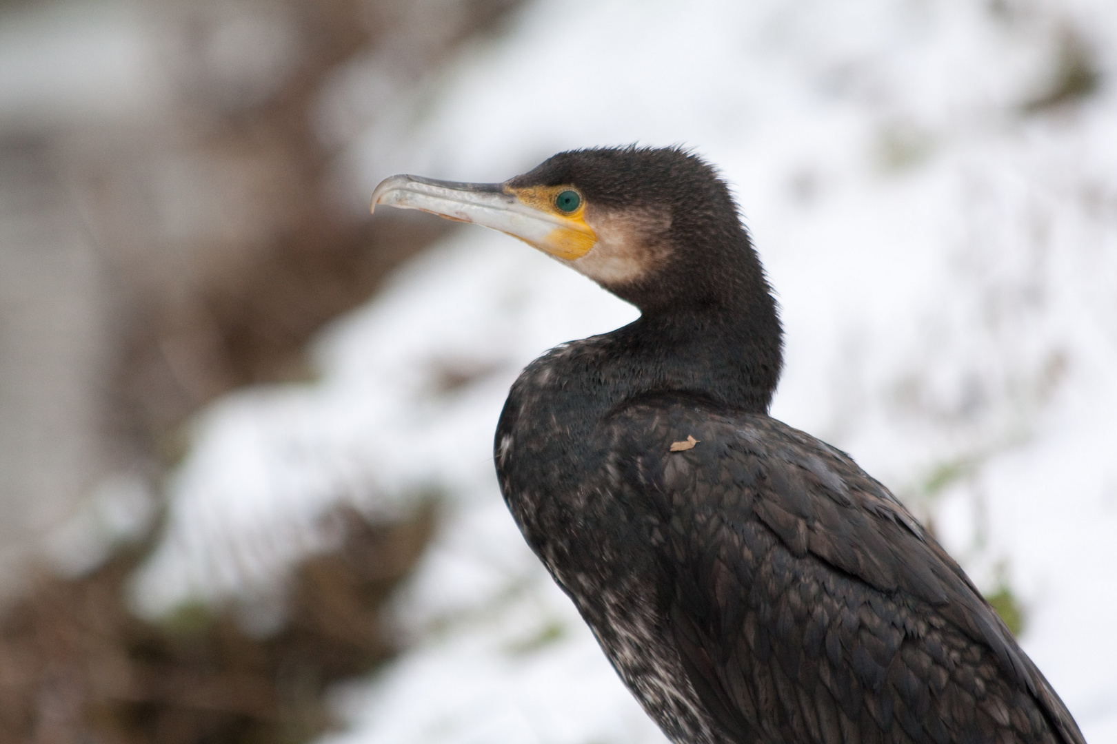 Kormoran