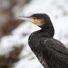 Kormoran