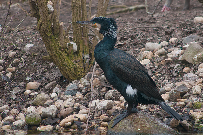 Kormoran