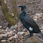 Kormoran