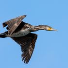 Kormoran