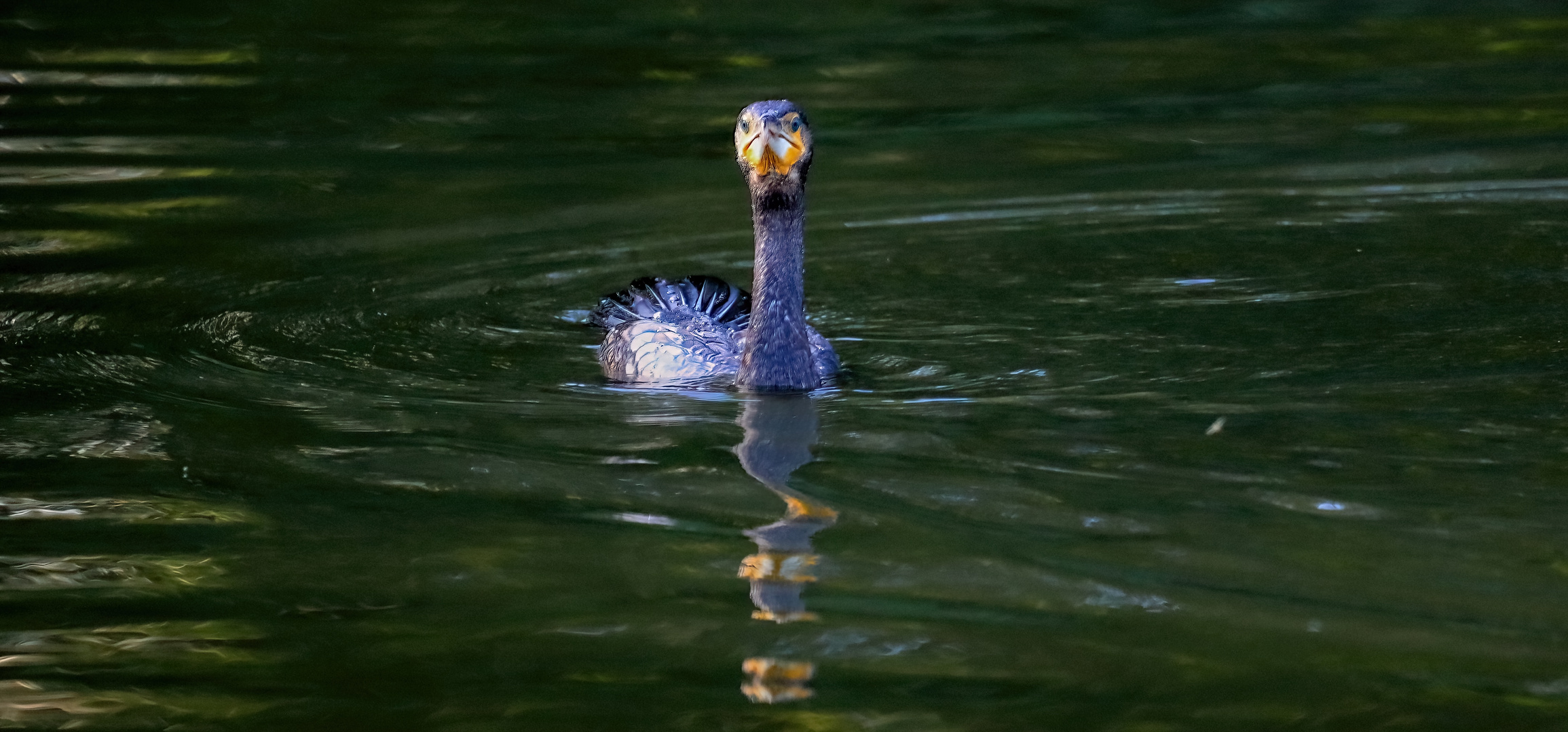 Kormoran 